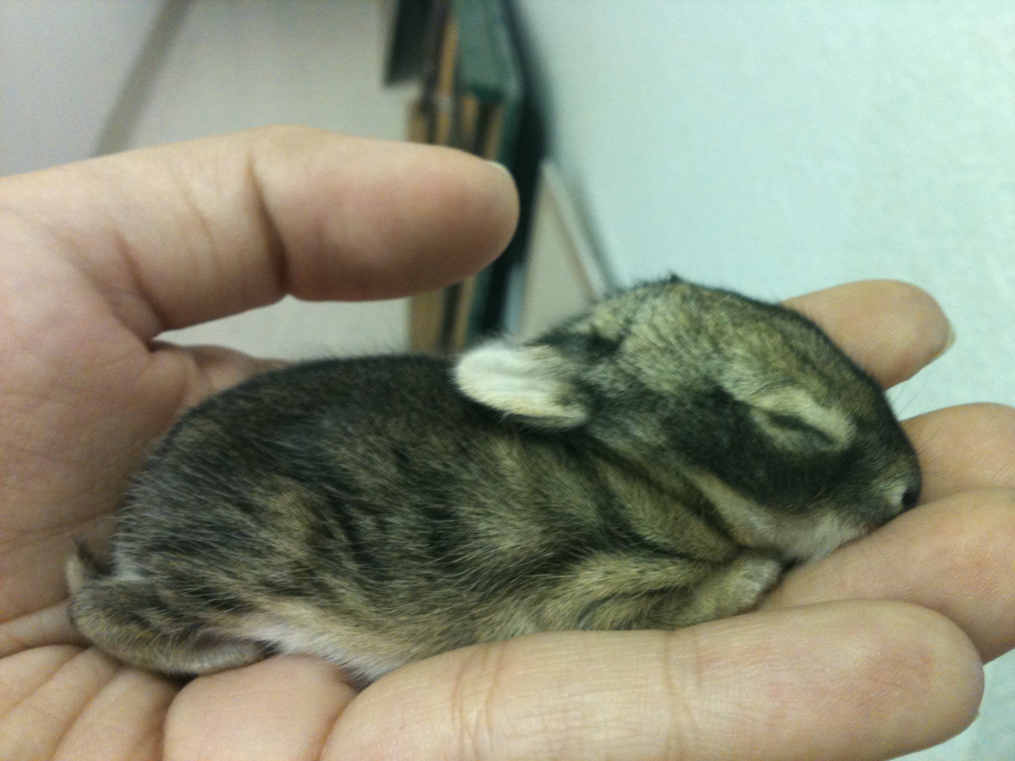 RESIDENTS can help area wildlife, but Suisun Center experts are available to help, too. File photo