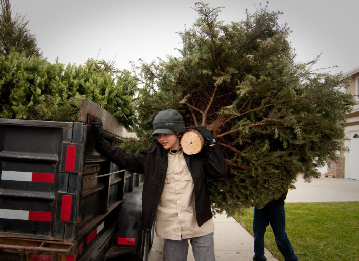 Once again, Scouts to help recycle Christmas trees