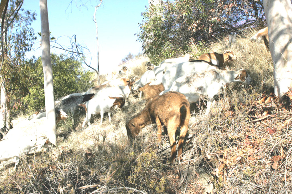ONE form of weed control: goats. dot.ca.gov