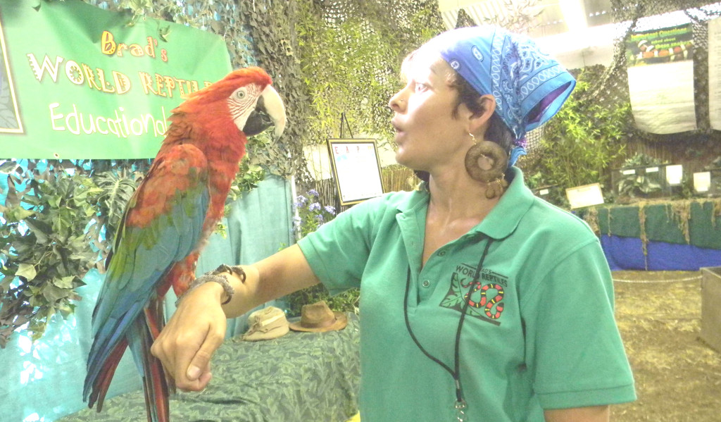 MARGARITA, a scarlet macaw, entertains her handler, Shanti Kriens, at the Brad’s World Reptiles exhibition at the county fair. Donna Beth Weilenman/Staff