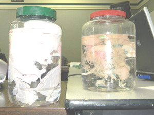 PLASTIC bags, left, look similar to jellyfish, and sea turtles are known to choke on the bags. File photo