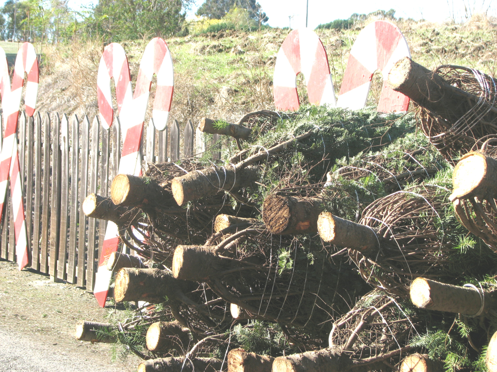 CITY SCOUTS will pick up or otherwise accept used Christmas trees. Herman Bustamante photo