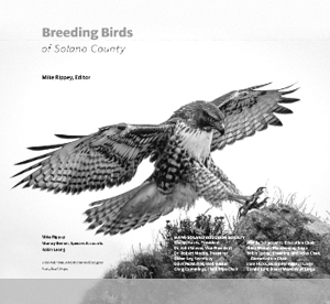 From “Breeding Birds of Solano County”