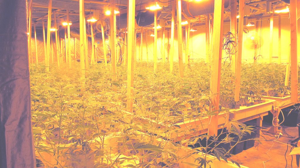 AUTHORITIES seized nearly 5,000 marijuana plants from a Benicia warehouse on Thursday. Courtesy photos