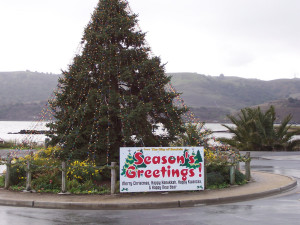 The Christmas tree in December 2008, prior to the drought. (Photo by Nick Sestanovich)