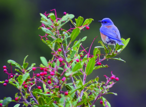 A bluebird eats Toyon berries by the Martinez Marina. (Photo by Michael Lopez)